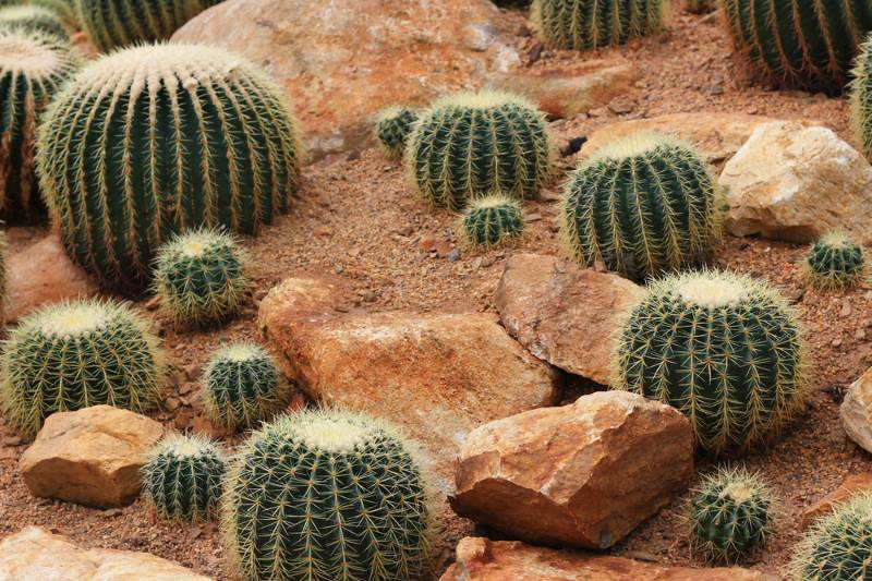 cactus ways to help the environment