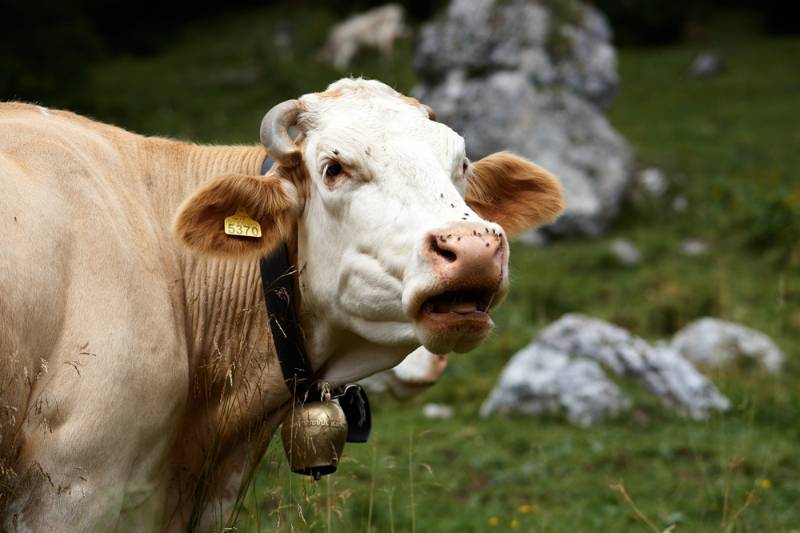 close brown white cow on green ways to help the environment