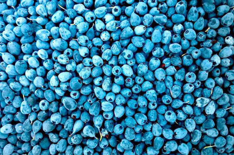 abundance berries blueberries close up | anti aging foods