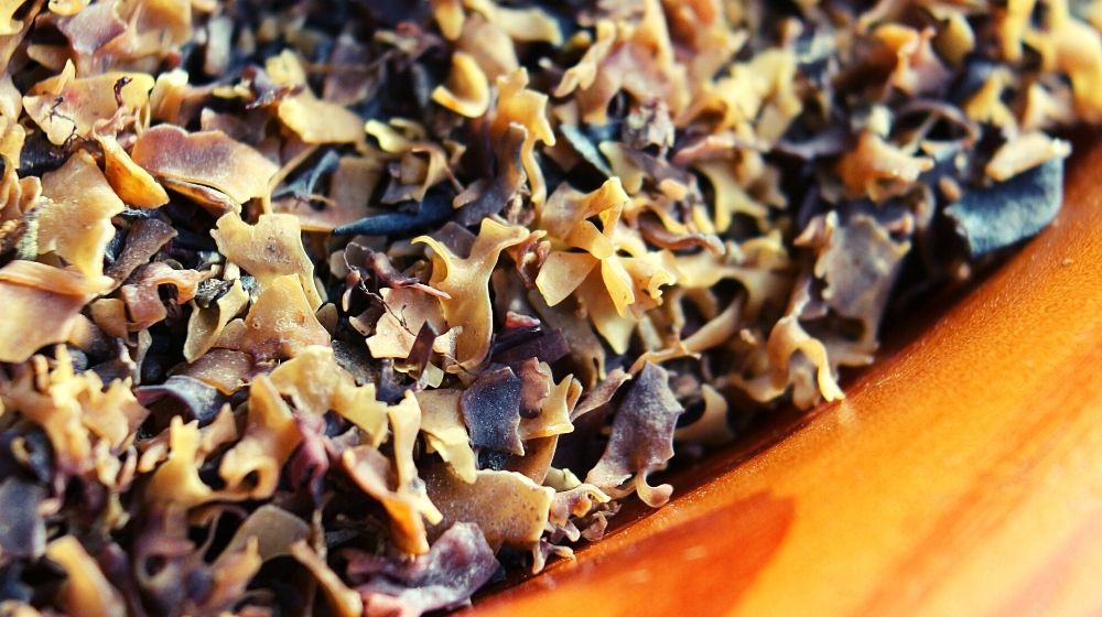 close up of a wooden bowl full of Irish moss seaweed | Amazing Irish Sea Moss Benefits | Featured