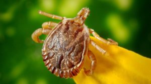male bugs illness disease | How To Deal With And Prevent Tick Bites | Featured