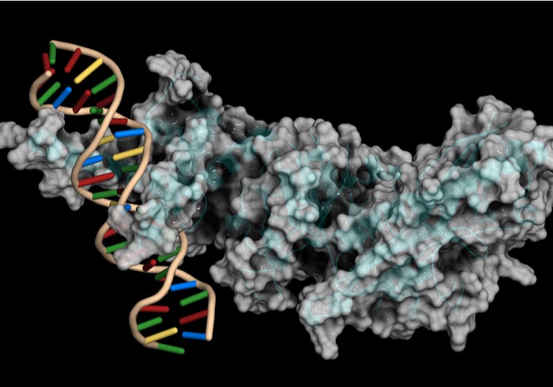 Hypoxia-inducible factor 1 (HIF-1) transcription factor, bound to DNA. Protein- cartoon representation combined with semi-transparent molecular surface | covid survival guide