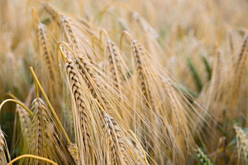 brown wheat plant | six essential nutrients