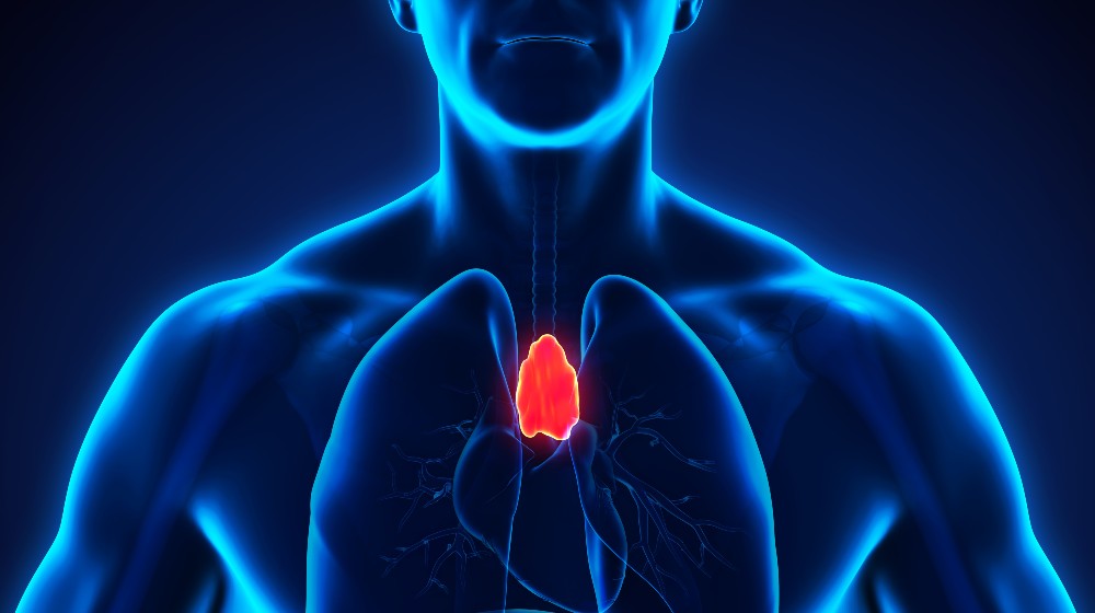 Human Thymus Anatomy | Importance of Thymus Gland Stimulation | featured