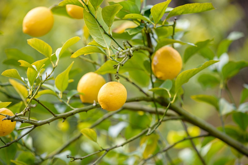 fruit lemon on branch | foods good for liver