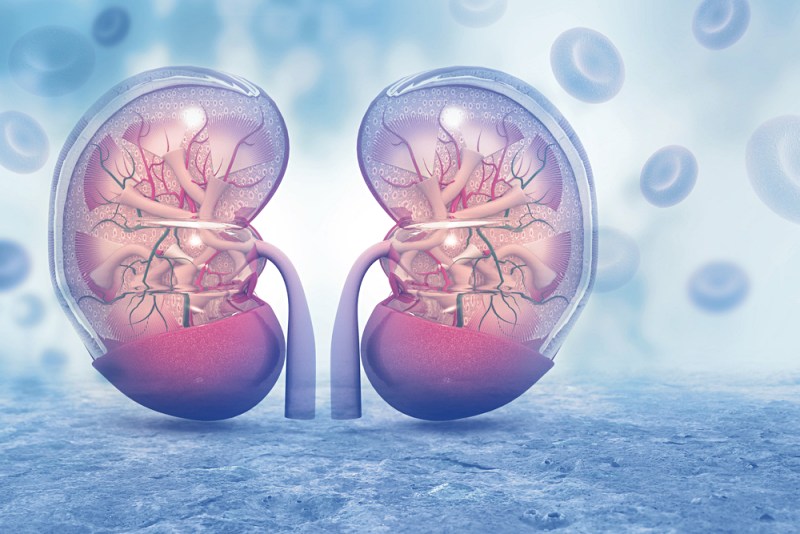 human kidney cross section on scientific | kidney cleanse