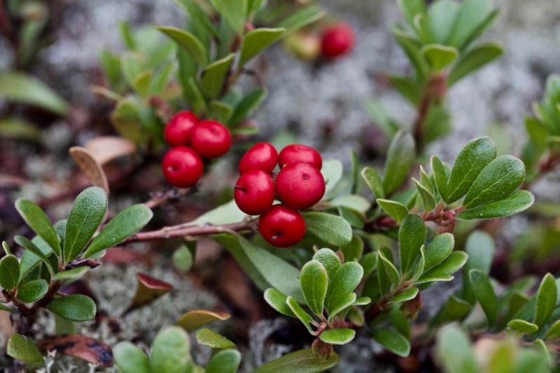 closeup cranberry ripe on bush authentic | uti
