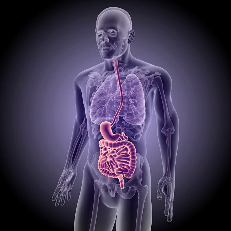 3d illustration human digestive anatomy | silent acid reflux causes