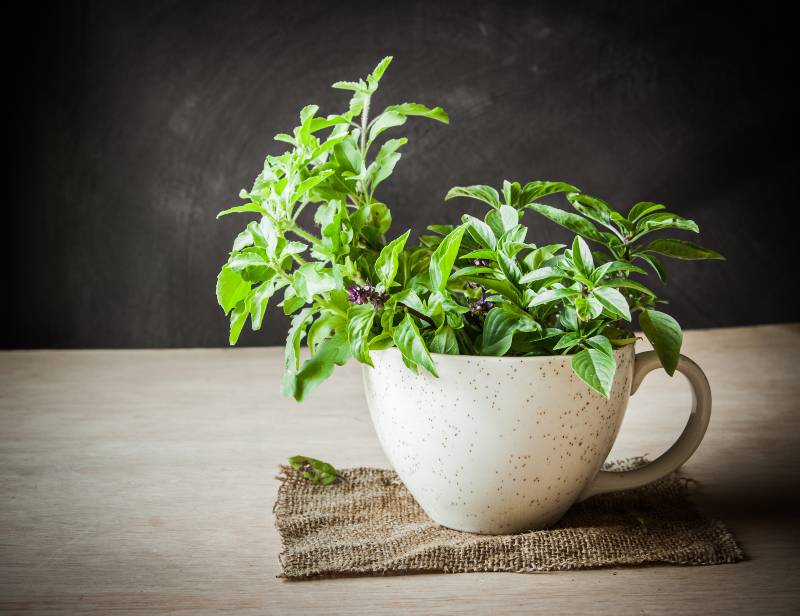 Holy Basil in the cup-Diabetes Herbal Treatments
