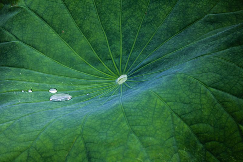 Clement Falize plant leaf backgrounds droplet | Lotus leaf