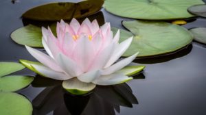 Jay Castor flower images nature images | Lotus leaf | Featured