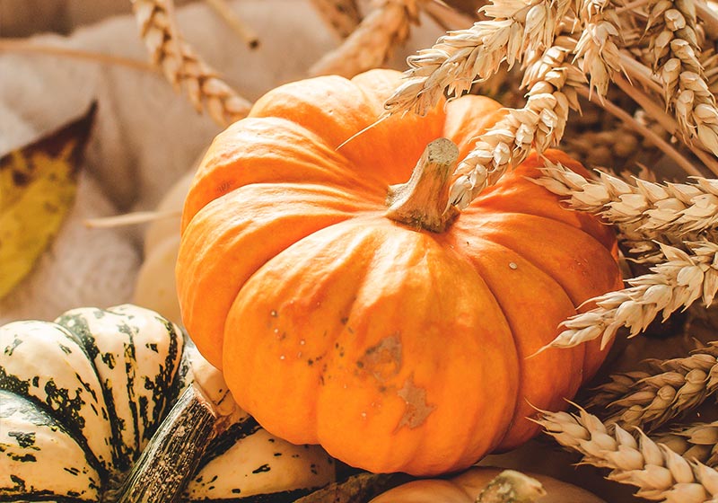 golden hour pumpkins | 9 healthy recipes with pumpkin puree