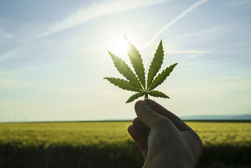 cannabis leaf against sky hand holding | thca cbd