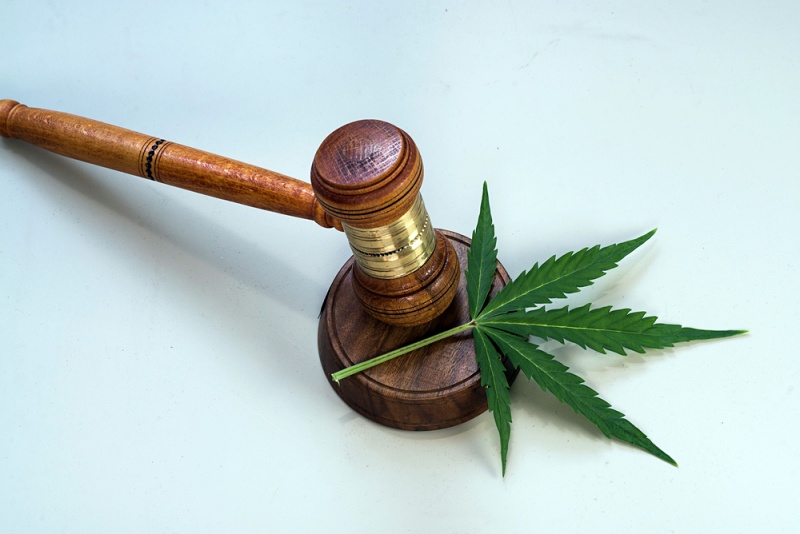 cbd marijuana leaves judging mallets | thca cbd