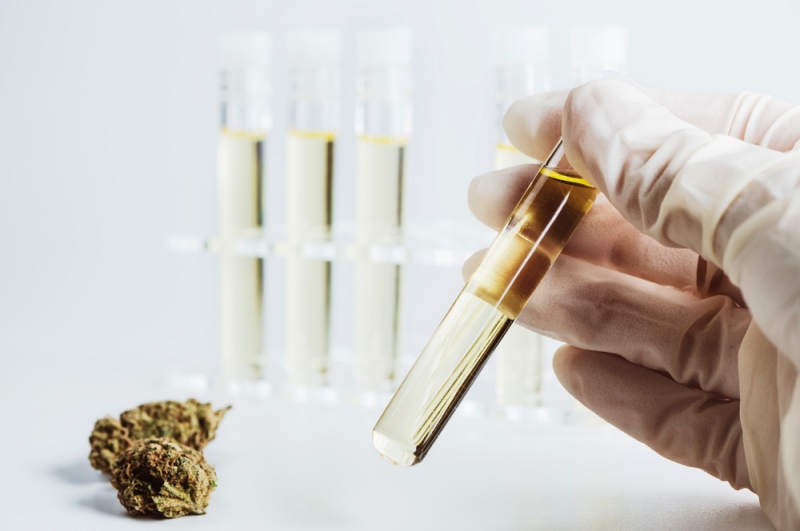 hand holding test tube cannabis oil | thca vs cbd