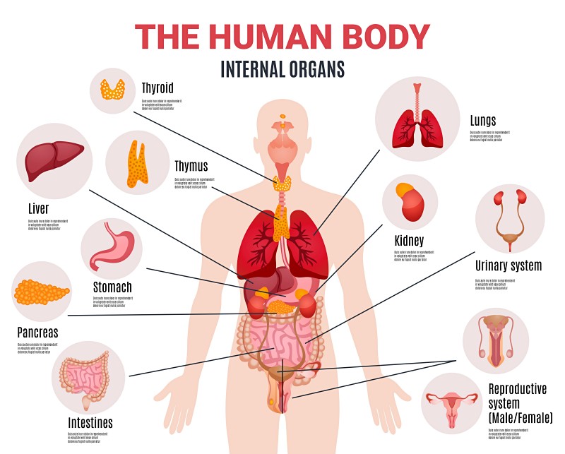 human body internal organs schema flat | pain on left side of body