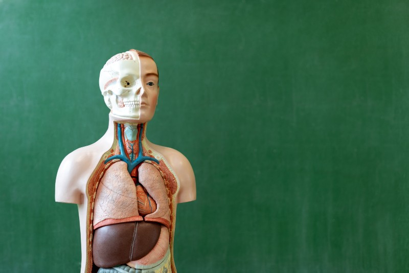 Artificial human body model | what organs are on the left side of your body