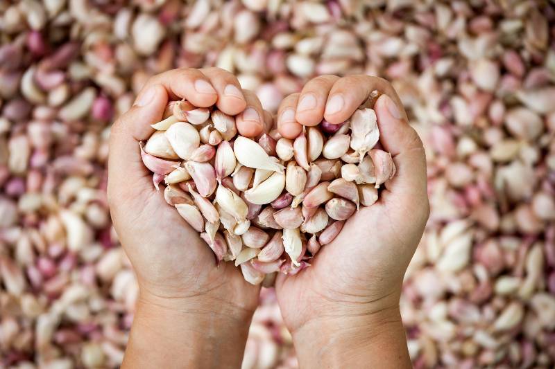 Woman hand make heart shape holding fresh garlic | Natural Blood Thinners