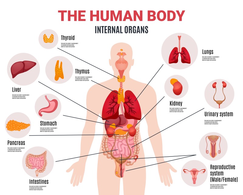 human body internal organs schema flat | left side pain under ribs