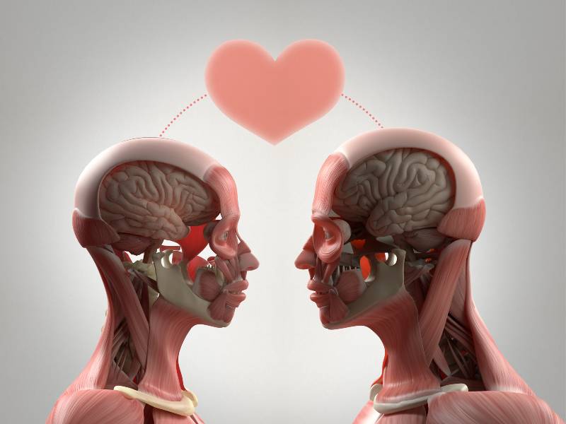 Anatomy couple, facing each other, sharing ideas, thoughts, love | This Is Your Brain on Love