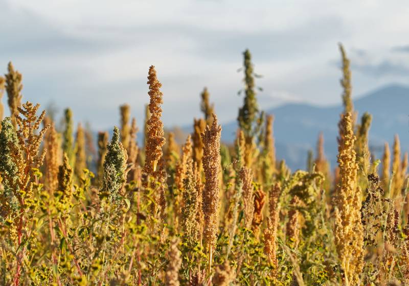 Quinoa plantation (Chenopodium quinoa) | Quinoa is a good source of fiber.