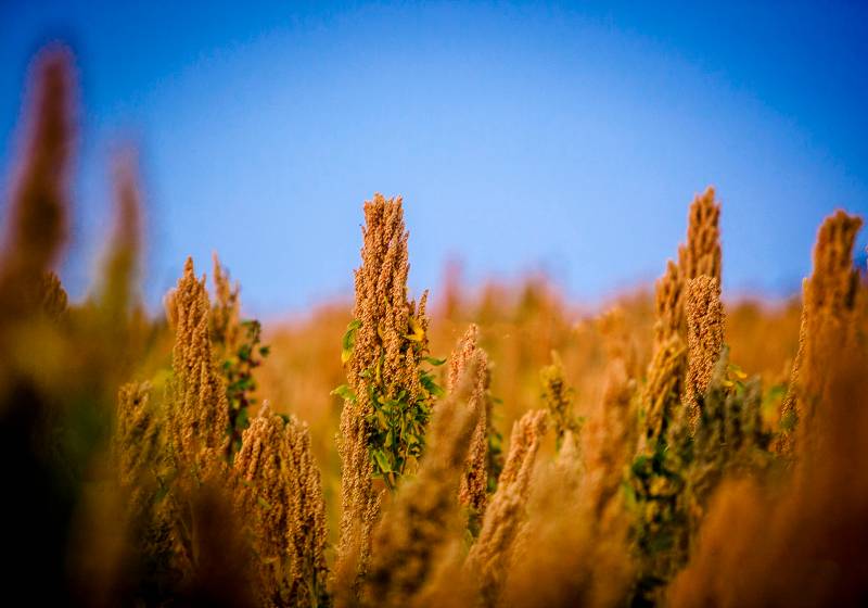 Quinoa plantation in some province of Peru | Quinoa is high in fiber